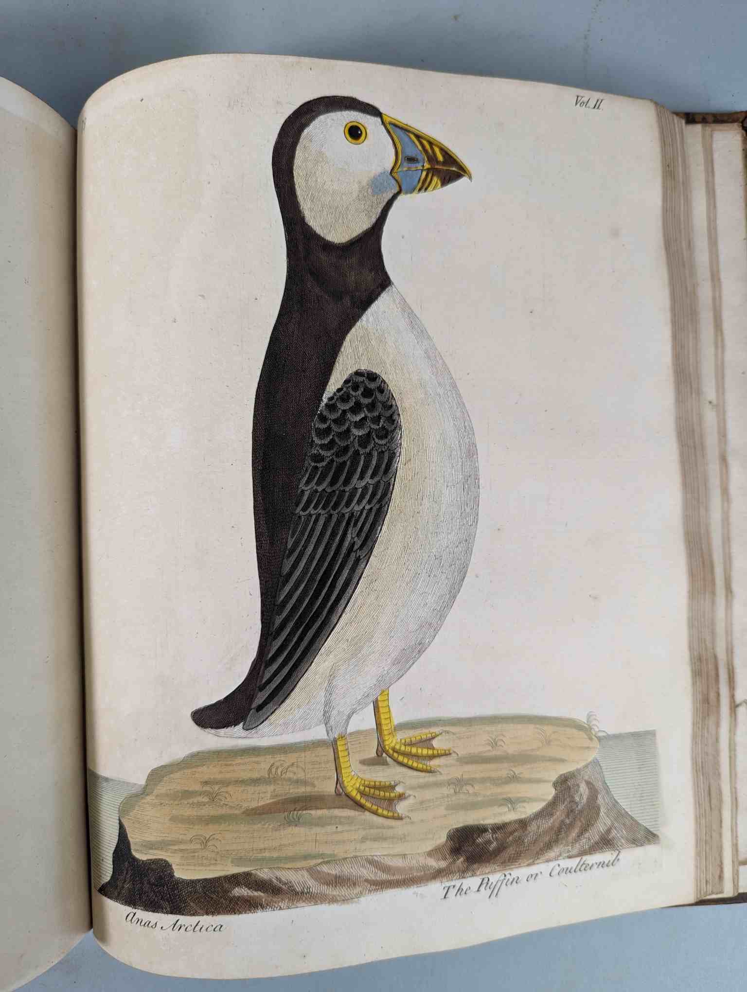 ALBIN, Eleazar. A Natural History of Birds, to which are added, Notes and Observations by W. - Image 183 of 208