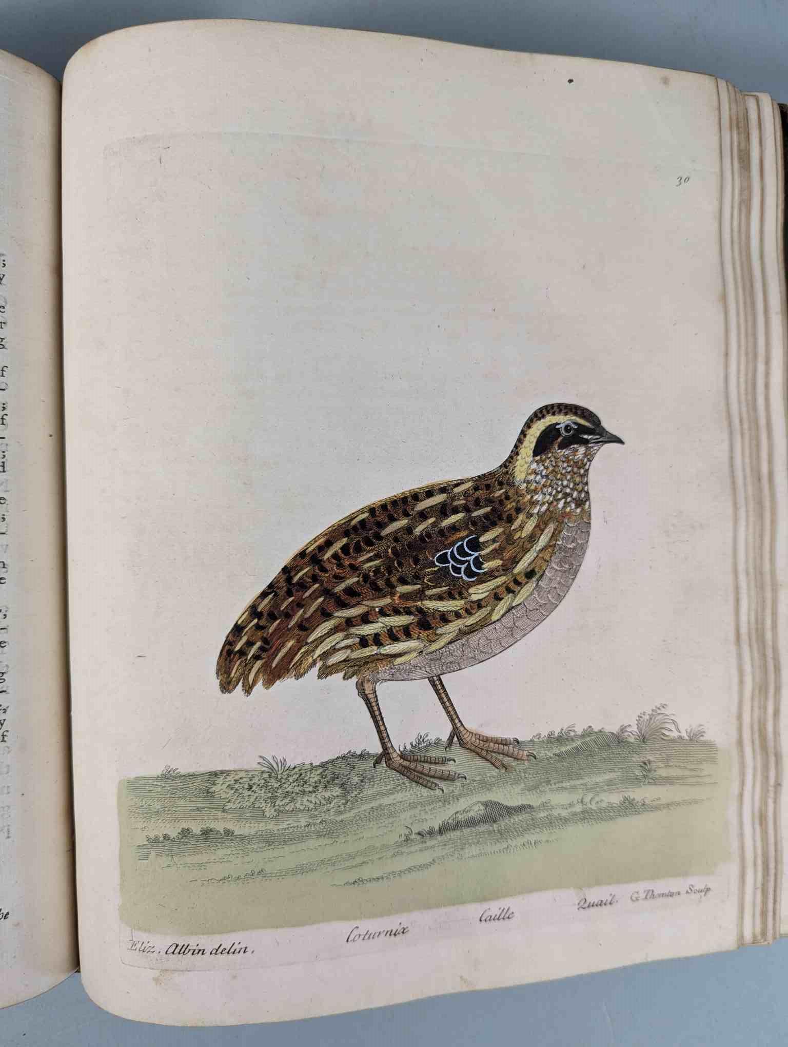 ALBIN, Eleazar. A Natural History of Birds, to which are added, Notes and Observations by W. - Image 33 of 208