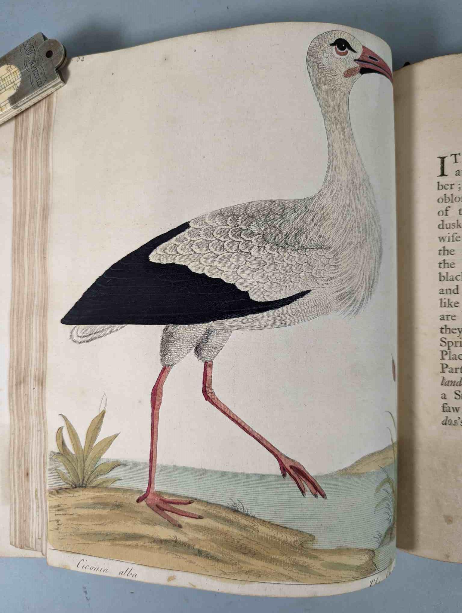 ALBIN, Eleazar. A Natural History of Birds, to which are added, Notes and Observations by W. - Image 168 of 208