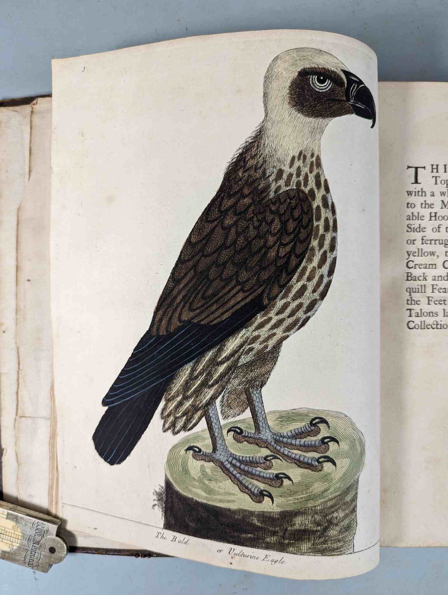 ALBIN, Eleazar. A Natural History of Birds, to which are added, Notes and Observations by W. - Image 107 of 208