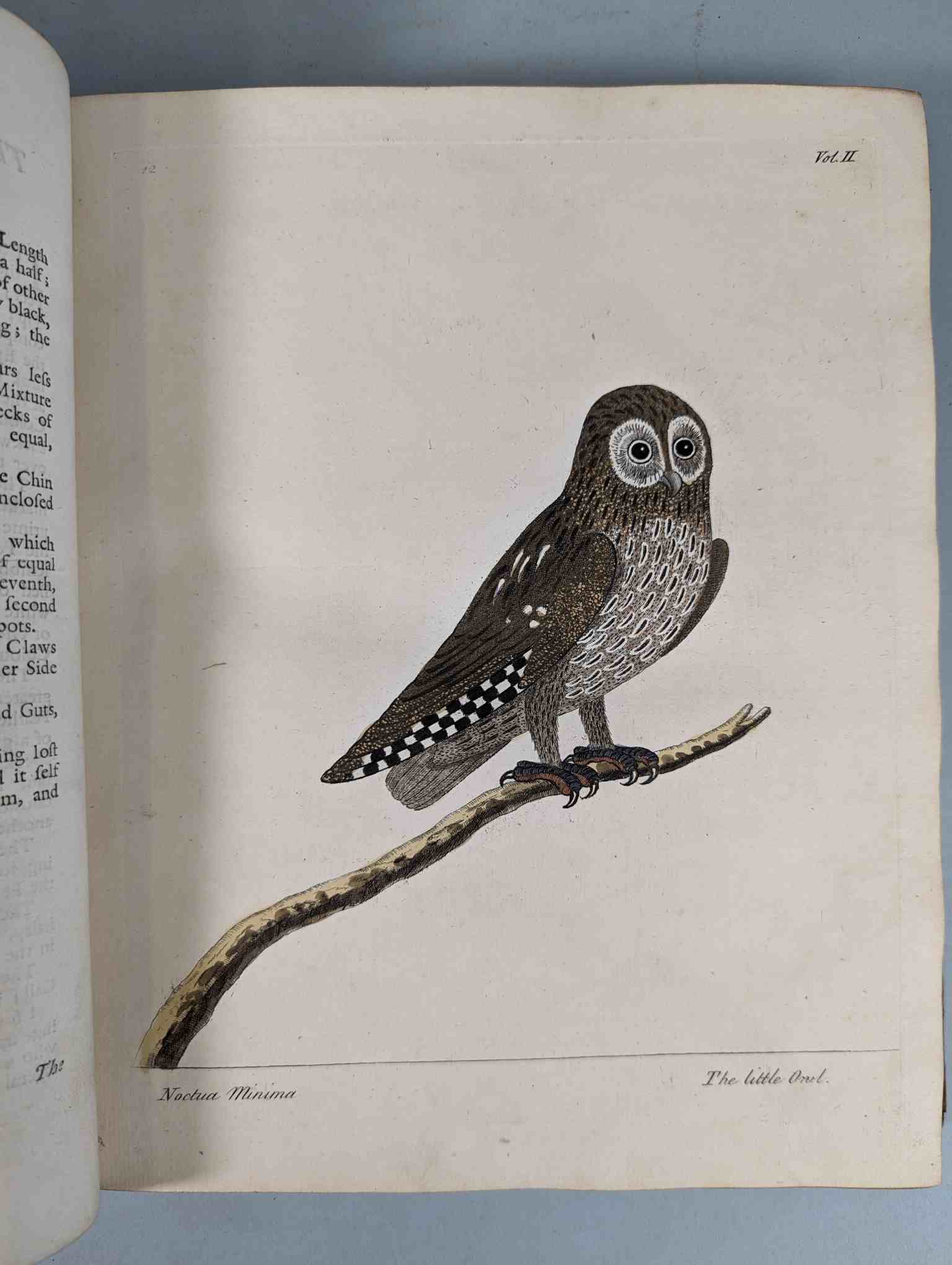 ALBIN, Eleazar. A Natural History of Birds, to which are added, Notes and Observations by W. - Image 116 of 208