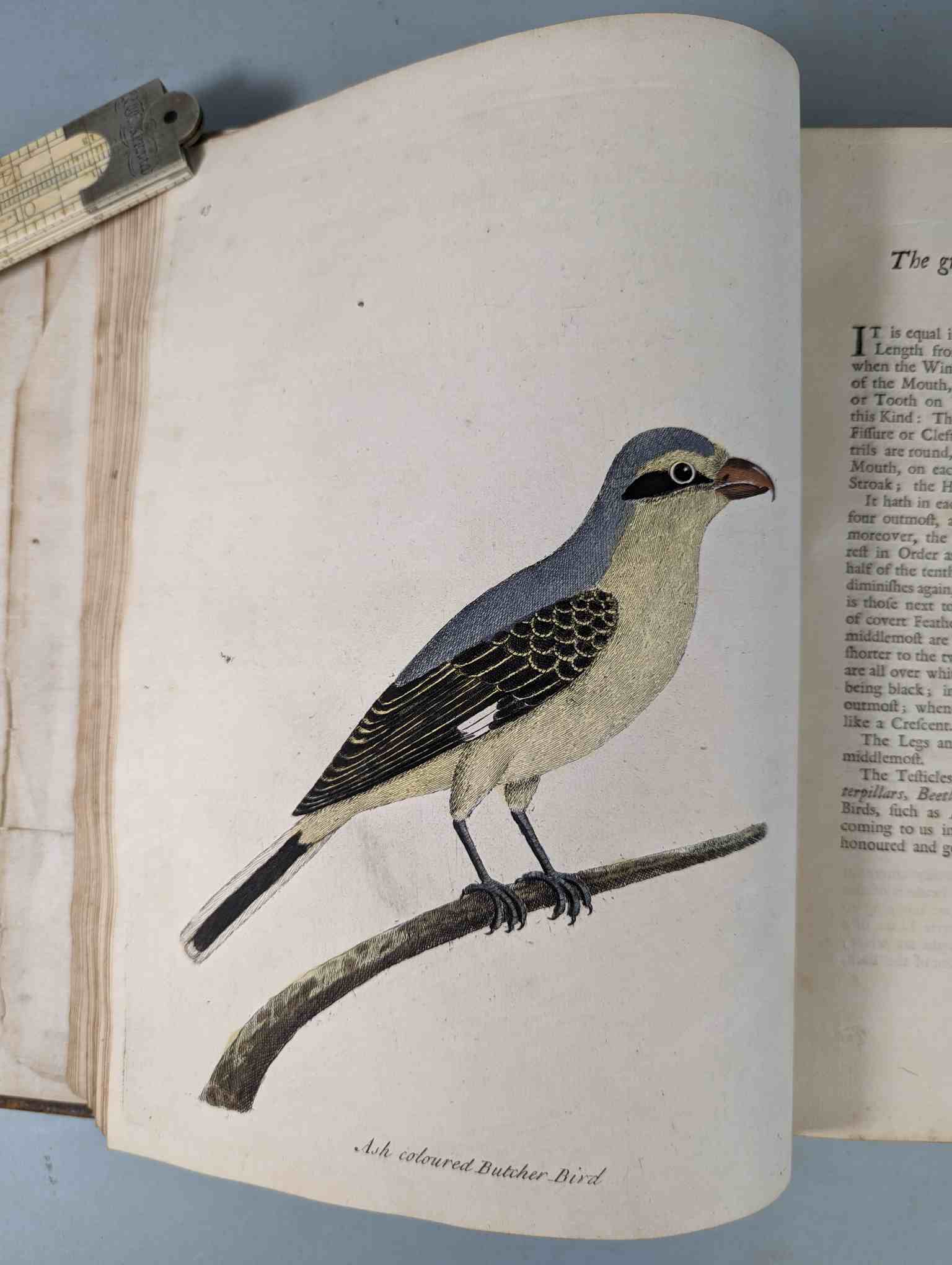 ALBIN, Eleazar. A Natural History of Birds, to which are added, Notes and Observations by W. - Image 117 of 208