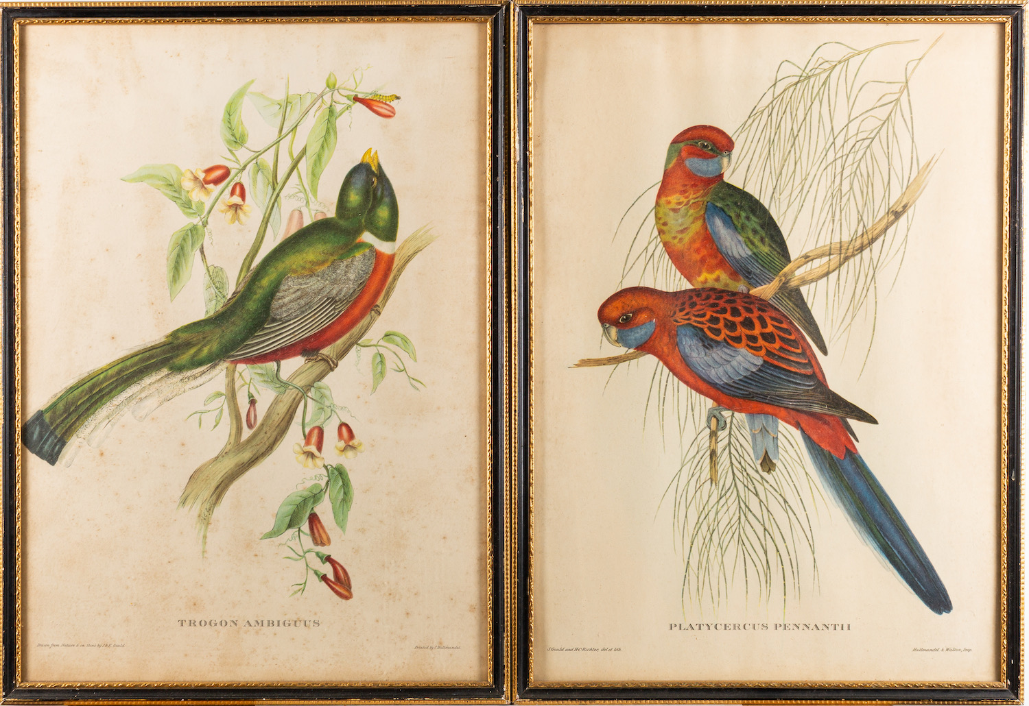 A collection of twelve prints after studies of birds and butterflies, - Image 7 of 8