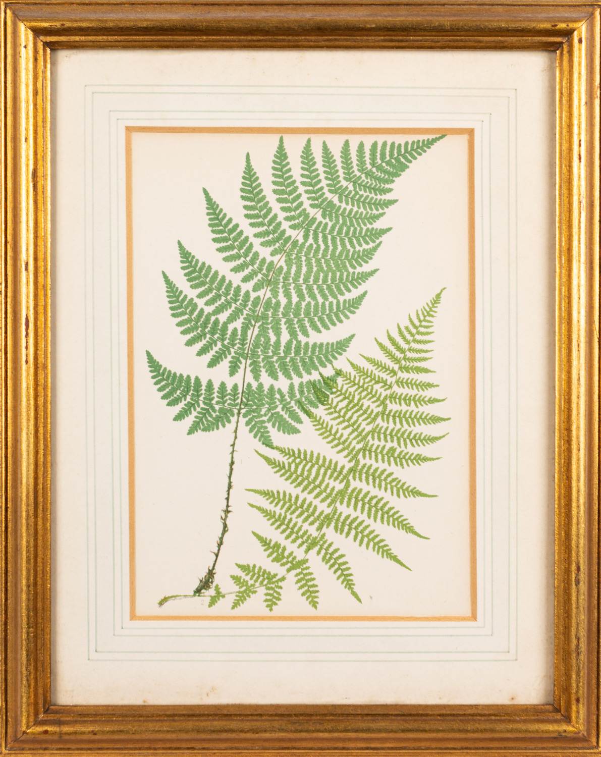 19th Century School - six various pictures- Study of a fern - Coloured ink - 45 x 35.