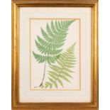 19th Century School - six various pictures- Study of a fern - Coloured ink - 45 x 35.