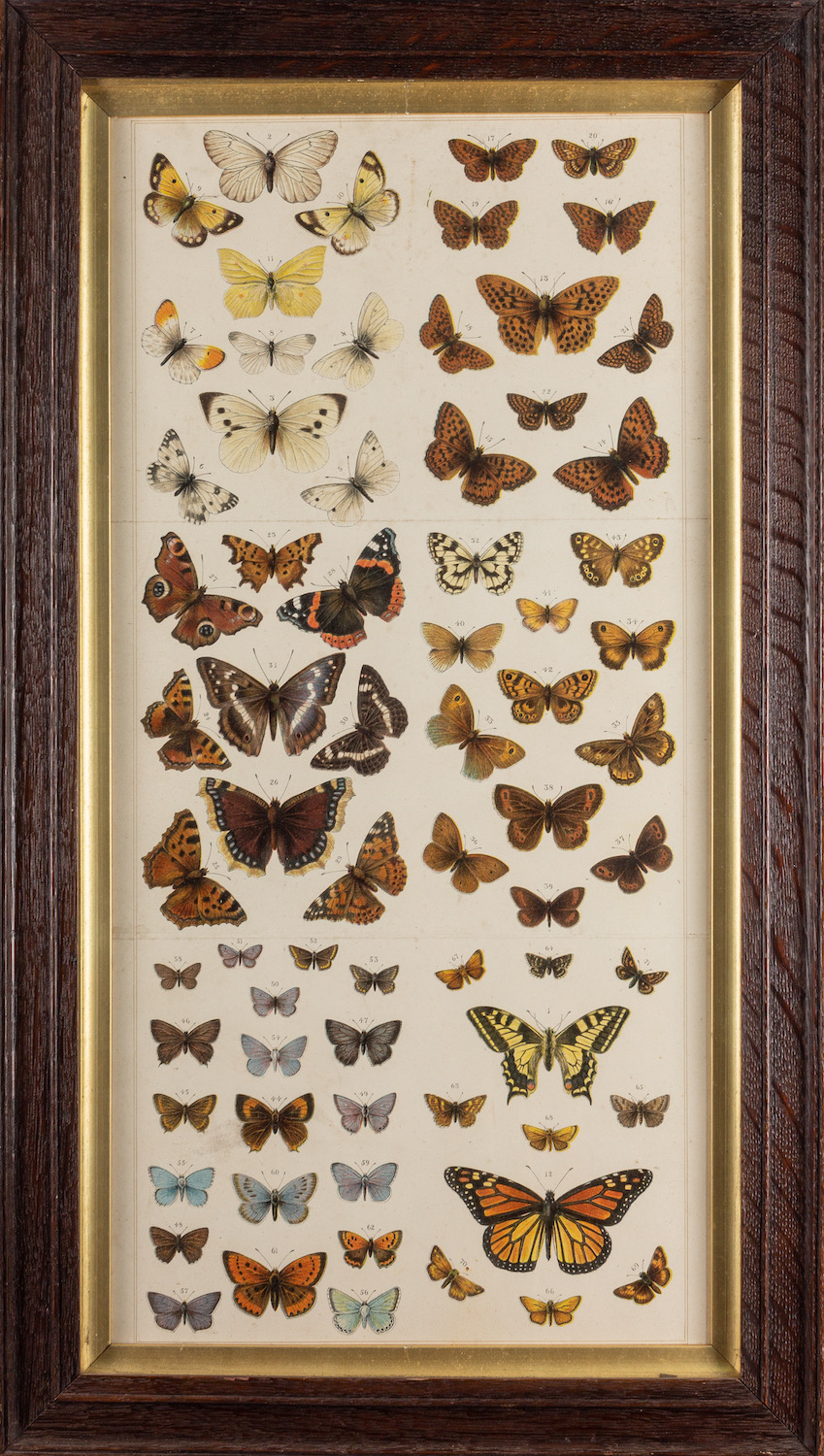 A collection of twelve prints after studies of birds and butterflies, - Image 6 of 8