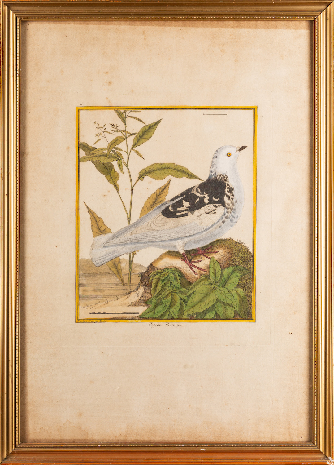 A collection of twelve prints after studies of birds and butterflies, - Image 5 of 8