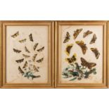 A collection of twelve prints after studies of birds and butterflies,