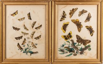 A collection of twelve prints after studies of birds and butterflies,