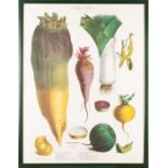 A collection of eight prints with botanical and vegetable studies,