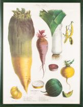 A collection of eight prints with botanical and vegetable studies,