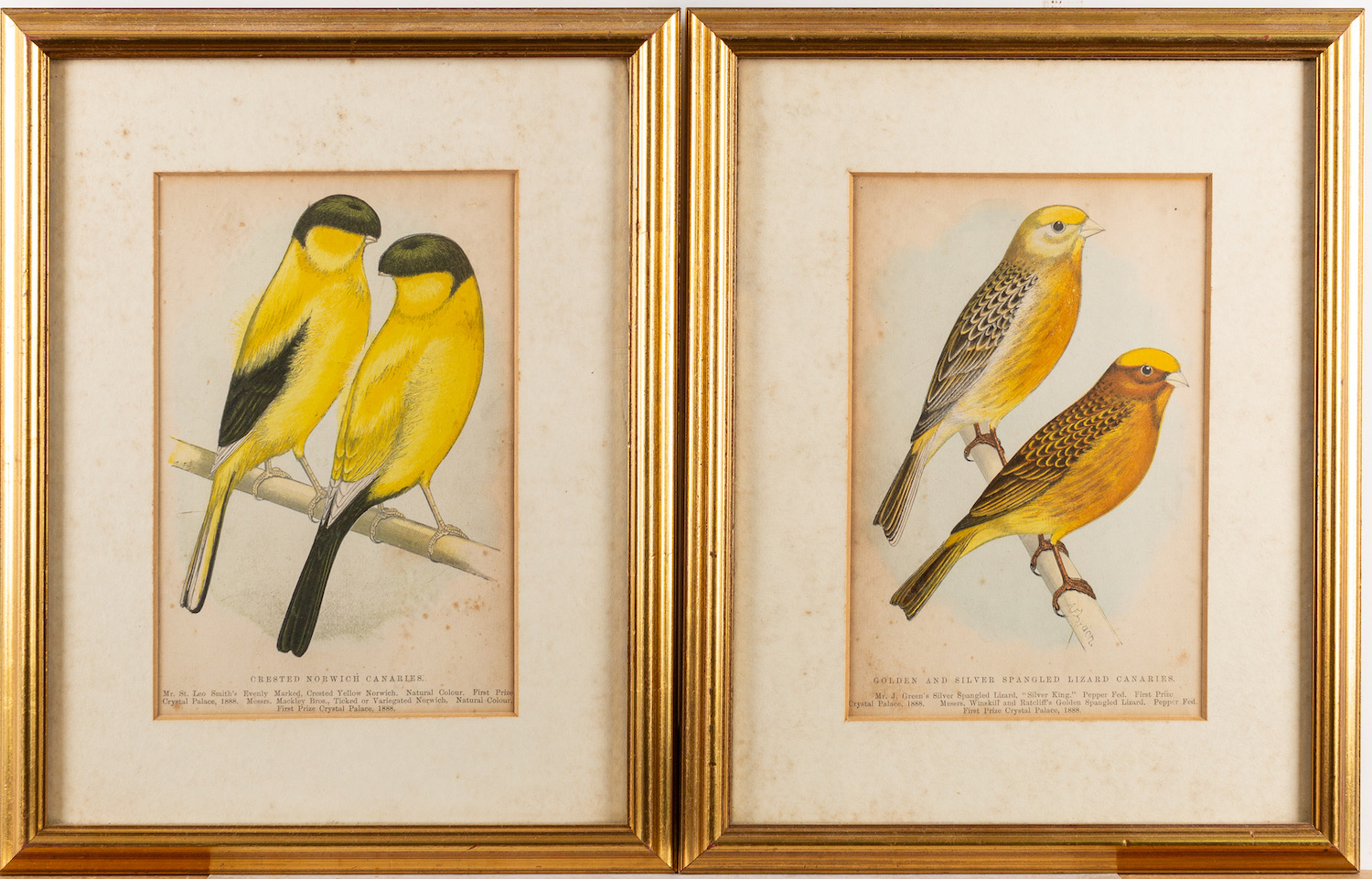 A collection of twelve prints after studies of birds and butterflies, - Image 3 of 8