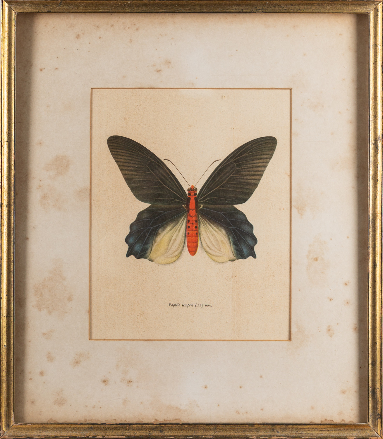 A collection of twelve prints after studies of birds and butterflies, - Image 8 of 8