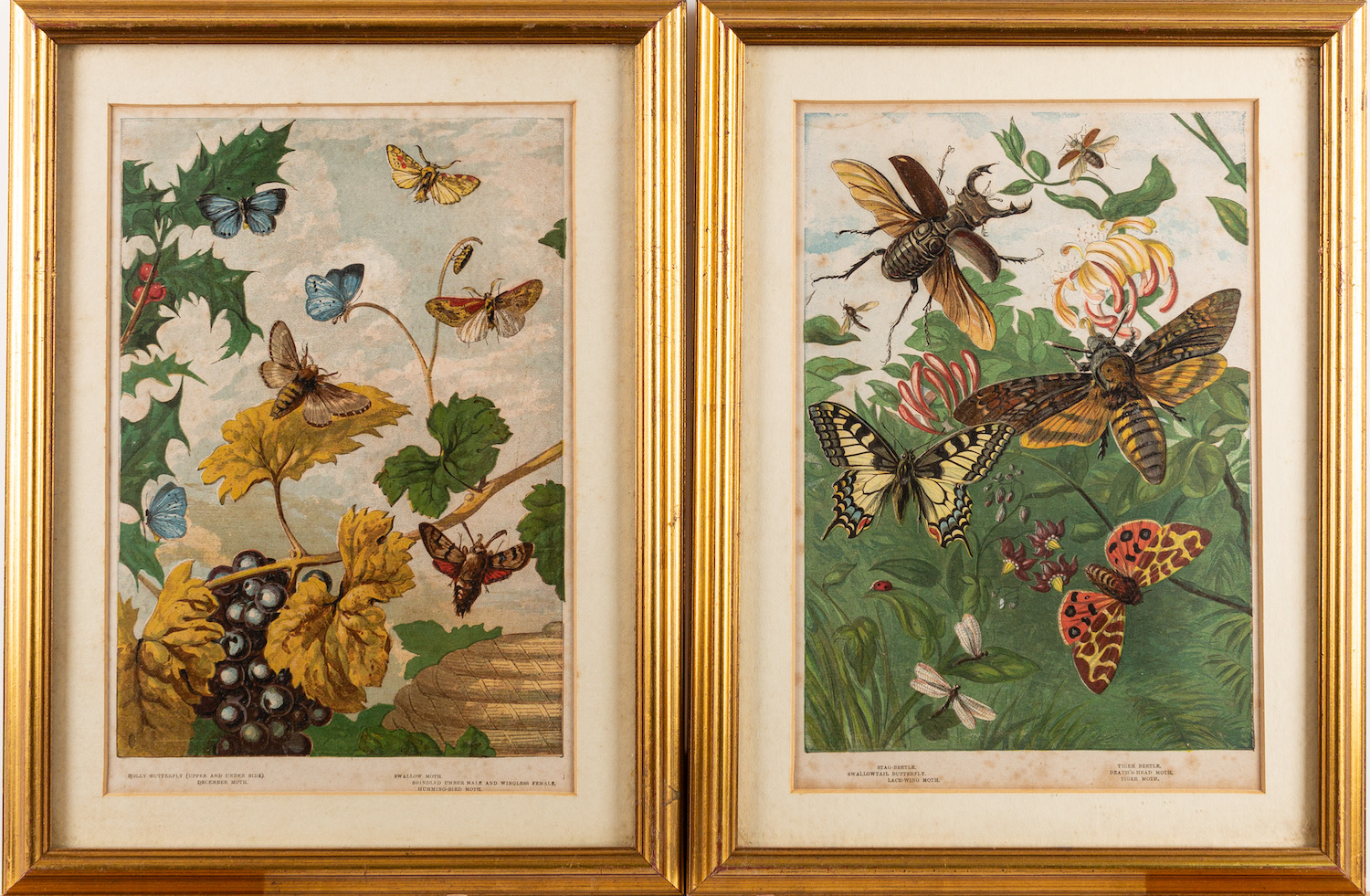 A collection of twelve prints after studies of birds and butterflies, - Image 2 of 8