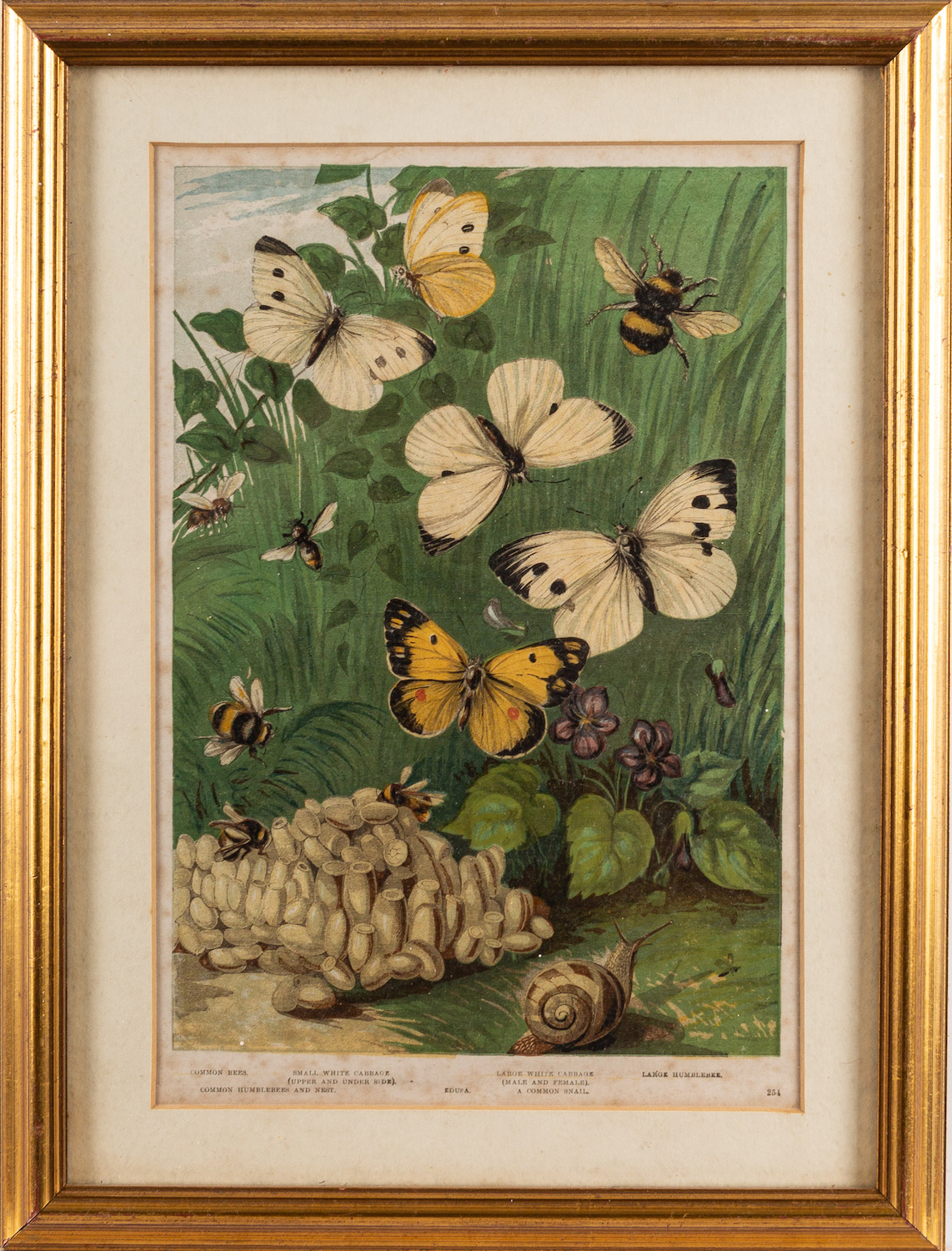 A collection of twelve prints after studies of birds and butterflies, - Image 4 of 8
