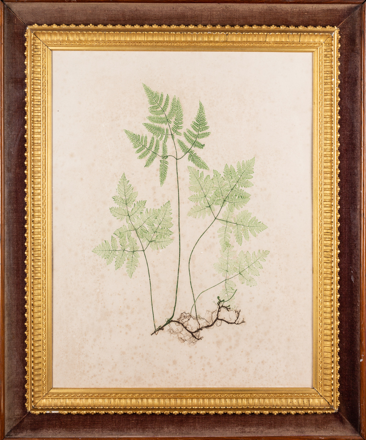 19th Century School - six various pictures- Study of a fern - Coloured ink - 45 x 35. - Image 2 of 4