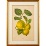 A collection of twelve prints of botanical and vegetable studies,