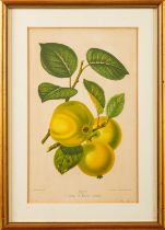 A collection of twelve prints of botanical and vegetable studies,