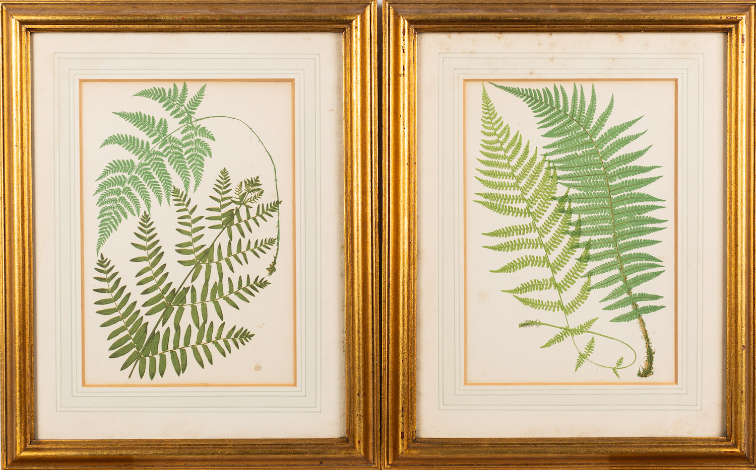 19th Century School - six various pictures- Study of a fern - Coloured ink - 45 x 35. - Image 3 of 4