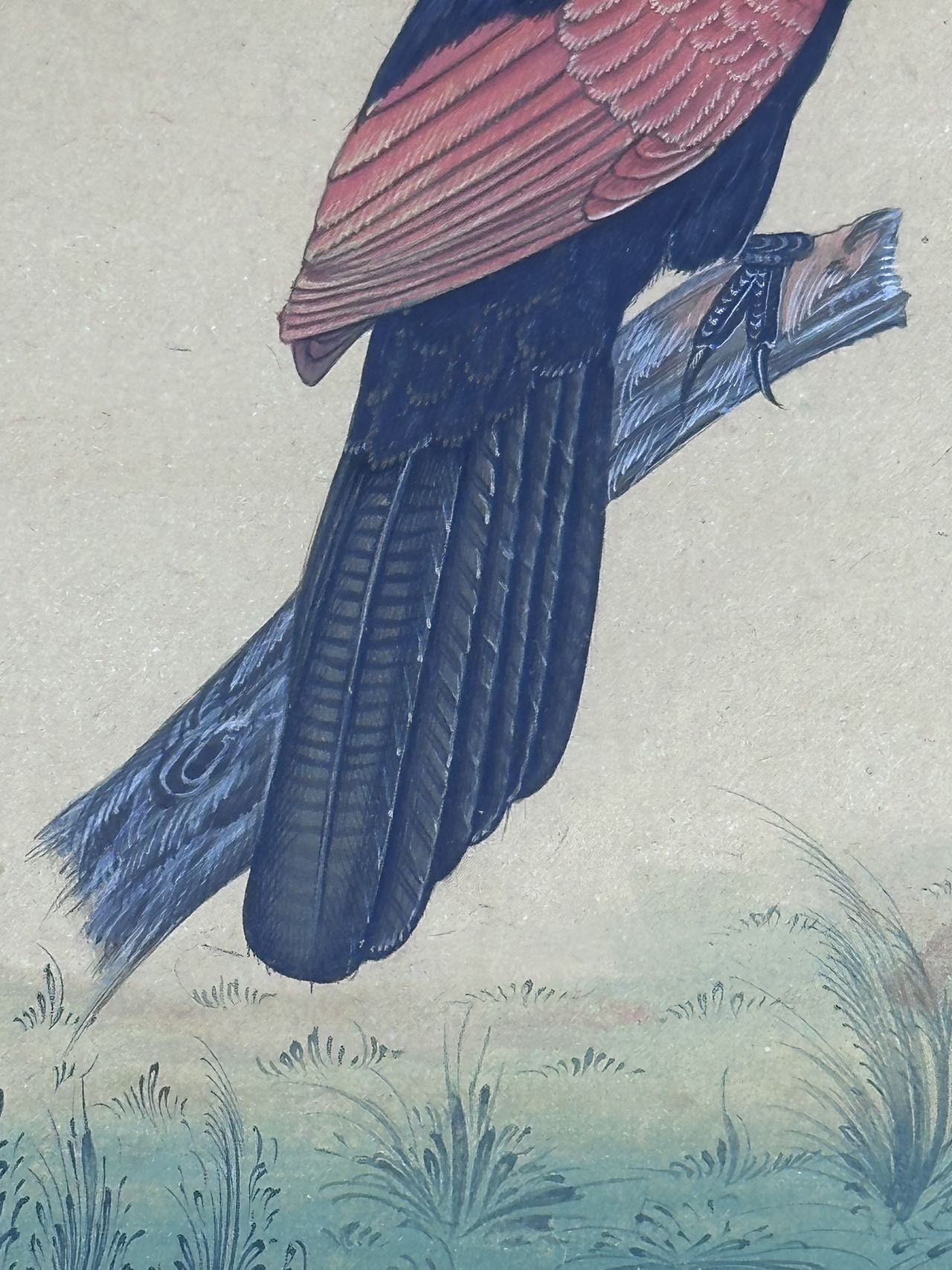 An Indian Miniature Painting of Bird. Ca. 19th Century.A framed and glazed painting depicting a - Image 3 of 4