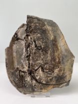 A Very Fine Barasaurus Besairiei Fossil Early Triassic - 225 MYA