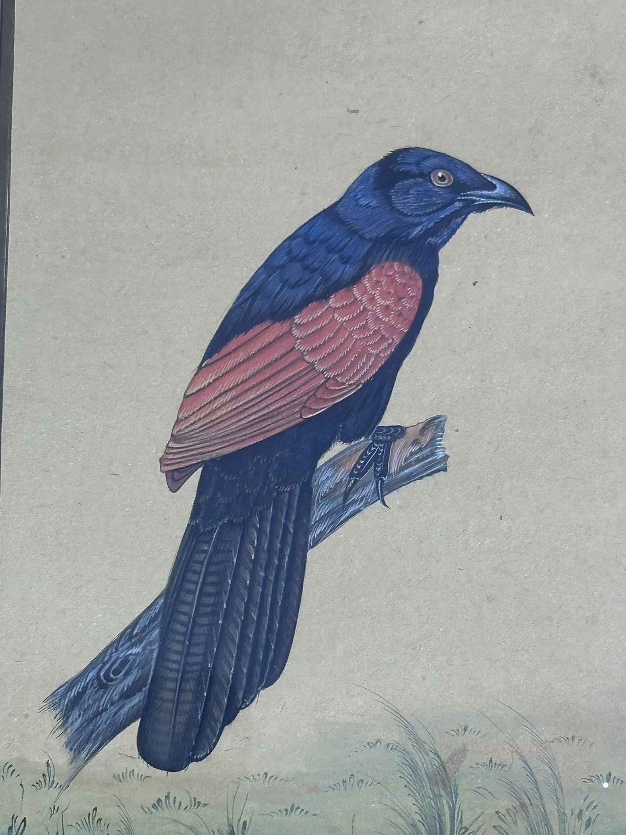 An Indian Miniature Painting of Bird. Ca. 19th Century.A framed and glazed painting depicting a - Image 2 of 4