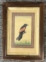 An Indian Miniature Painting of Bird. Ca. 19th Century.A framed and glazed painting depicting a