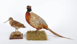 AN UNCASED TAX WOODCOCK ON NATURALISTIC BASE BY H R BENNETT.