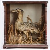 A VICTORIAN TAX CASED BITTERN, NATURALISTIC SETTING, 67CM HIGH.