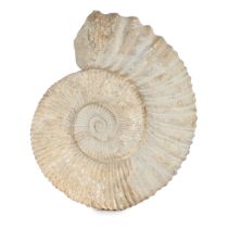A SUBSTANTIAL AMMONITE FOSSIL.