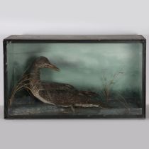 TAXIDERMY NORTHERN DIVER
