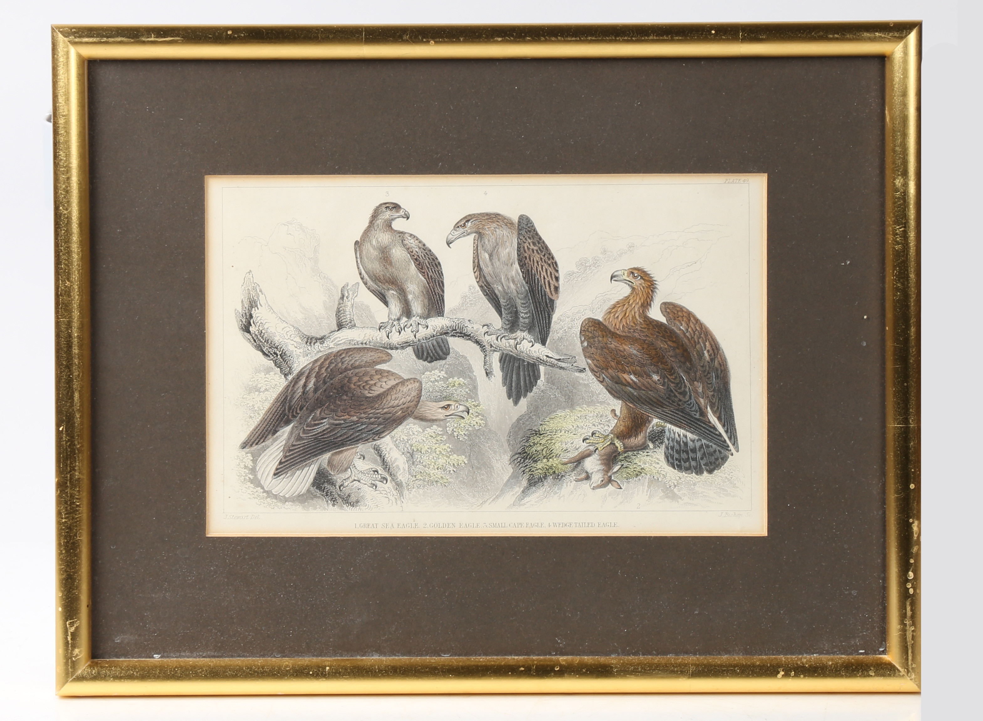 A SET OF FIVE 19TH CENTURY HAND COLOURED ENGRAVINGS OF EXOTIC ANIMALS FOR JAMES STEWARTS BOOK OF NAT - Image 5 of 6