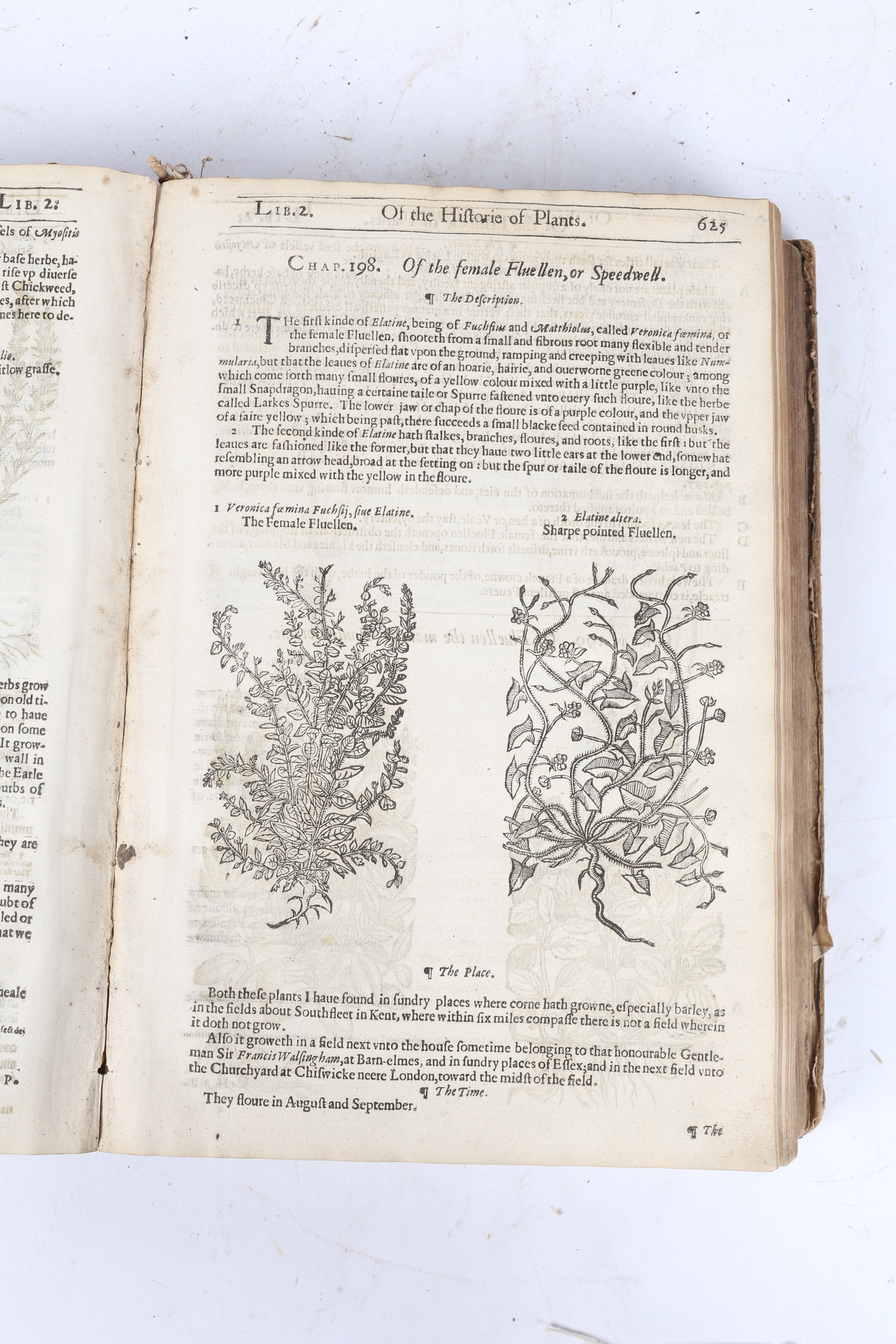 JOHN GERARD THE HERBALL OR GENERALL HISTORIE OF PLANTES. - Image 9 of 15