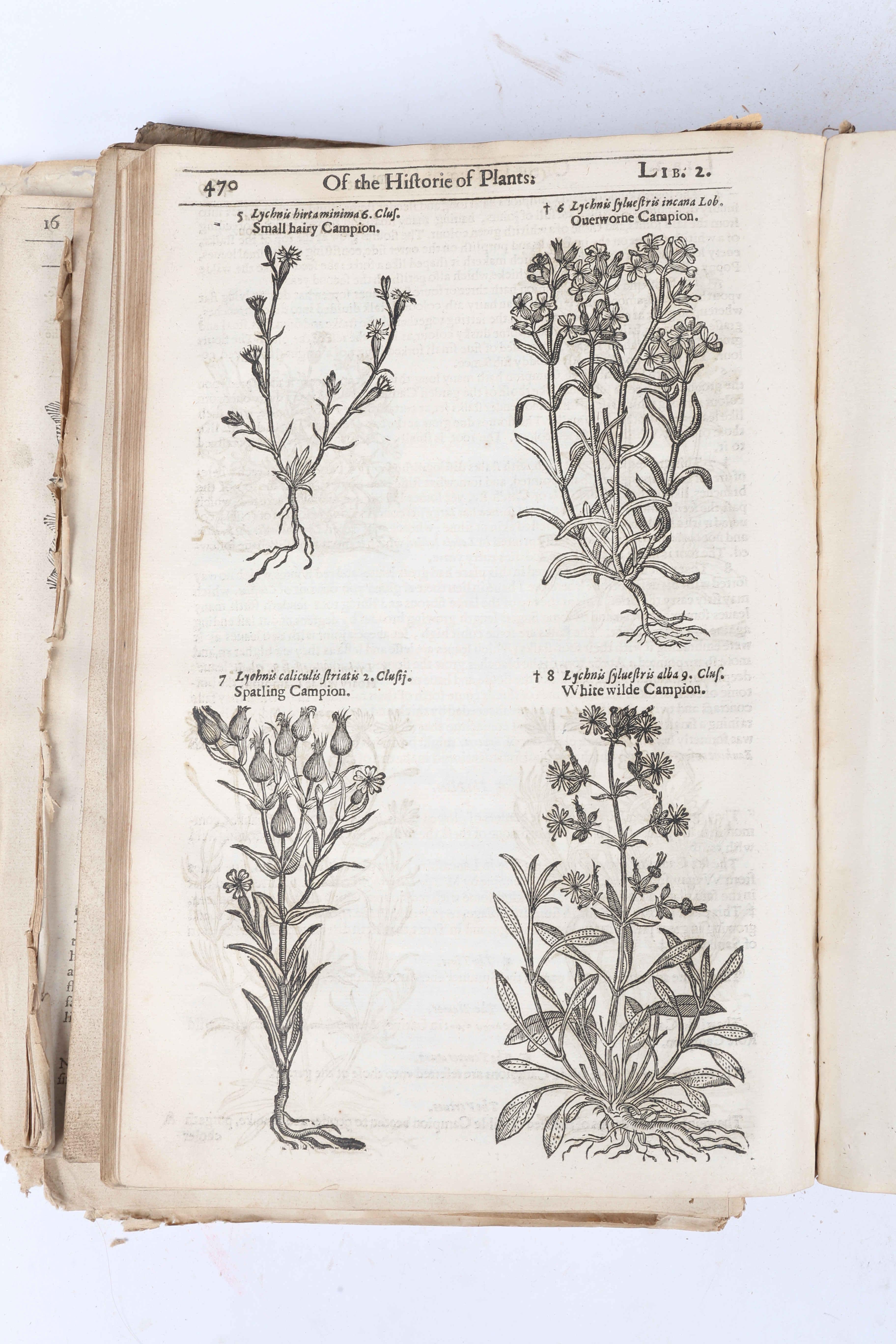 JOHN GERARD THE HERBALL OR GENERALL HISTORIE OF PLANTES. - Image 11 of 15