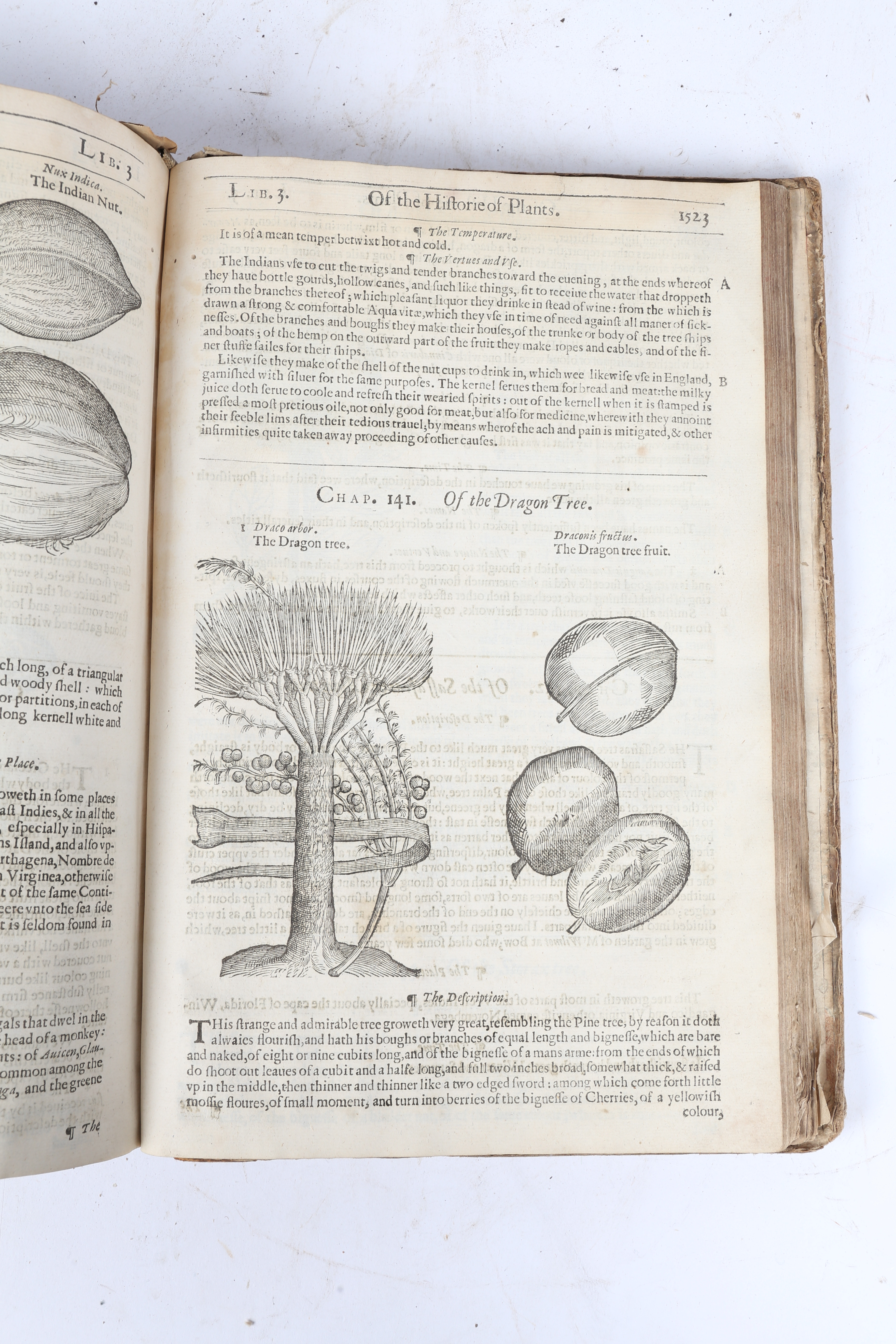 JOHN GERARD THE HERBALL OR GENERALL HISTORIE OF PLANTES. - Image 13 of 15