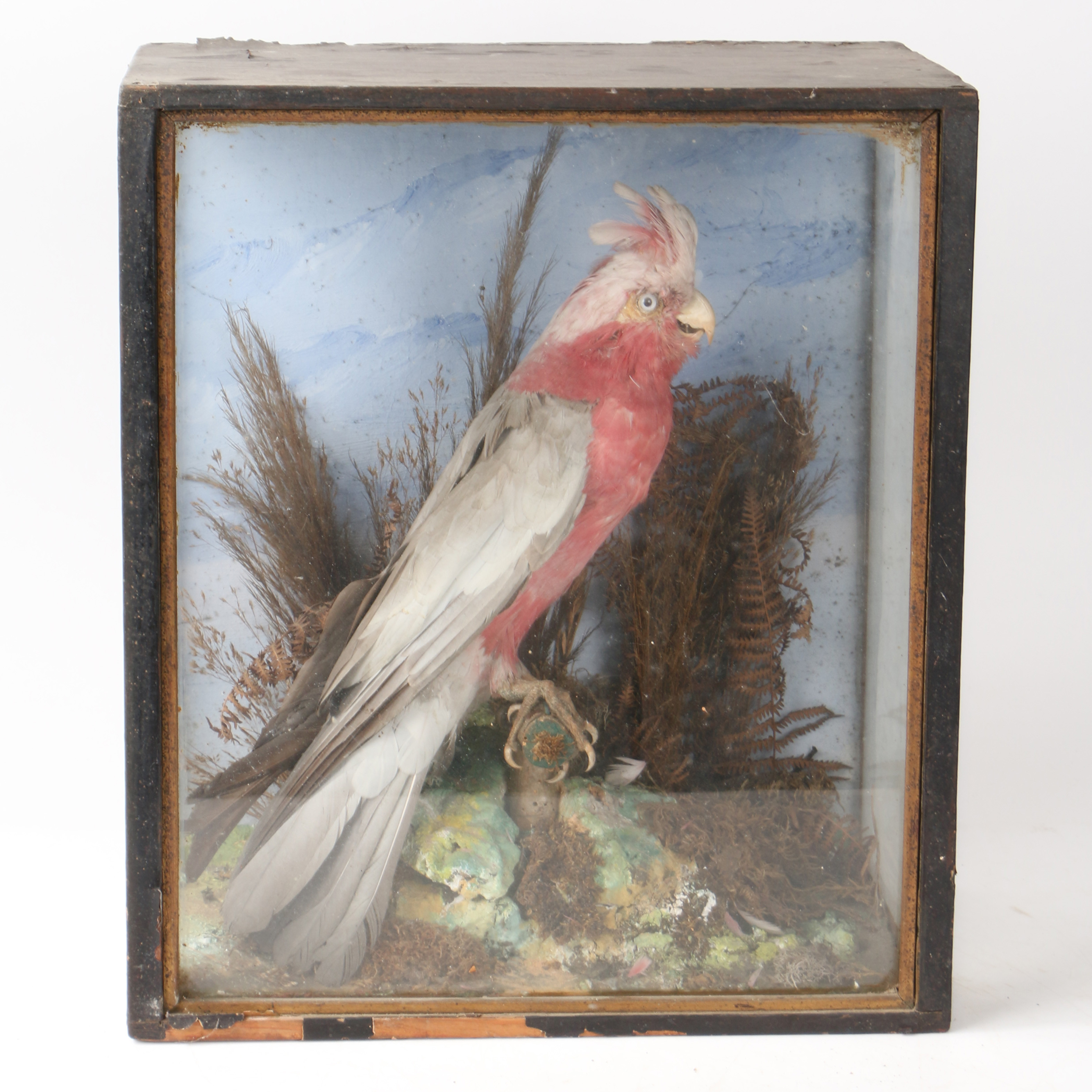 A TAXIDERMY ROSE BREASTED COCKATOO (EOLOPHUS ROSEICAPILLA).