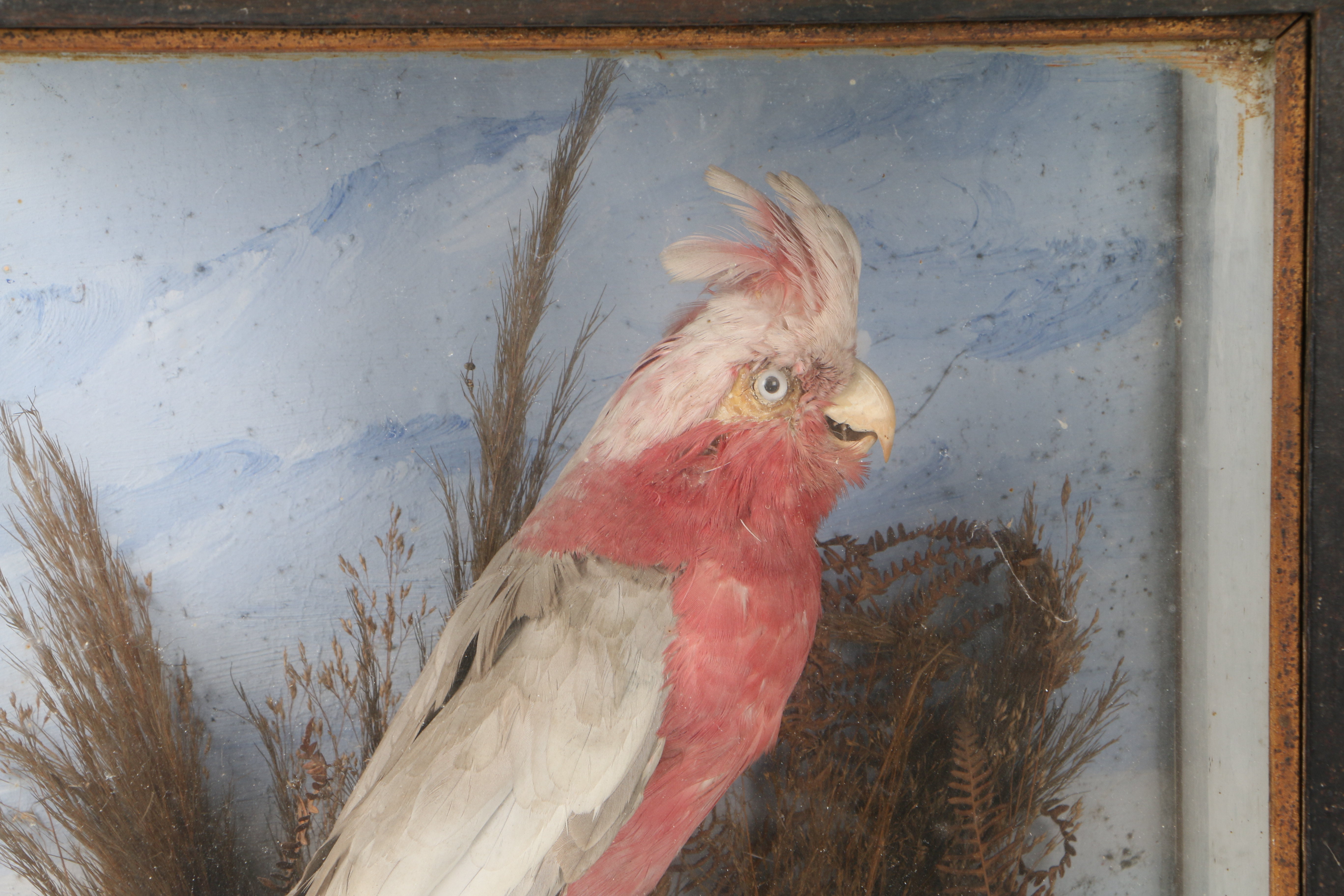 A TAXIDERMY ROSE BREASTED COCKATOO (EOLOPHUS ROSEICAPILLA). - Image 2 of 5