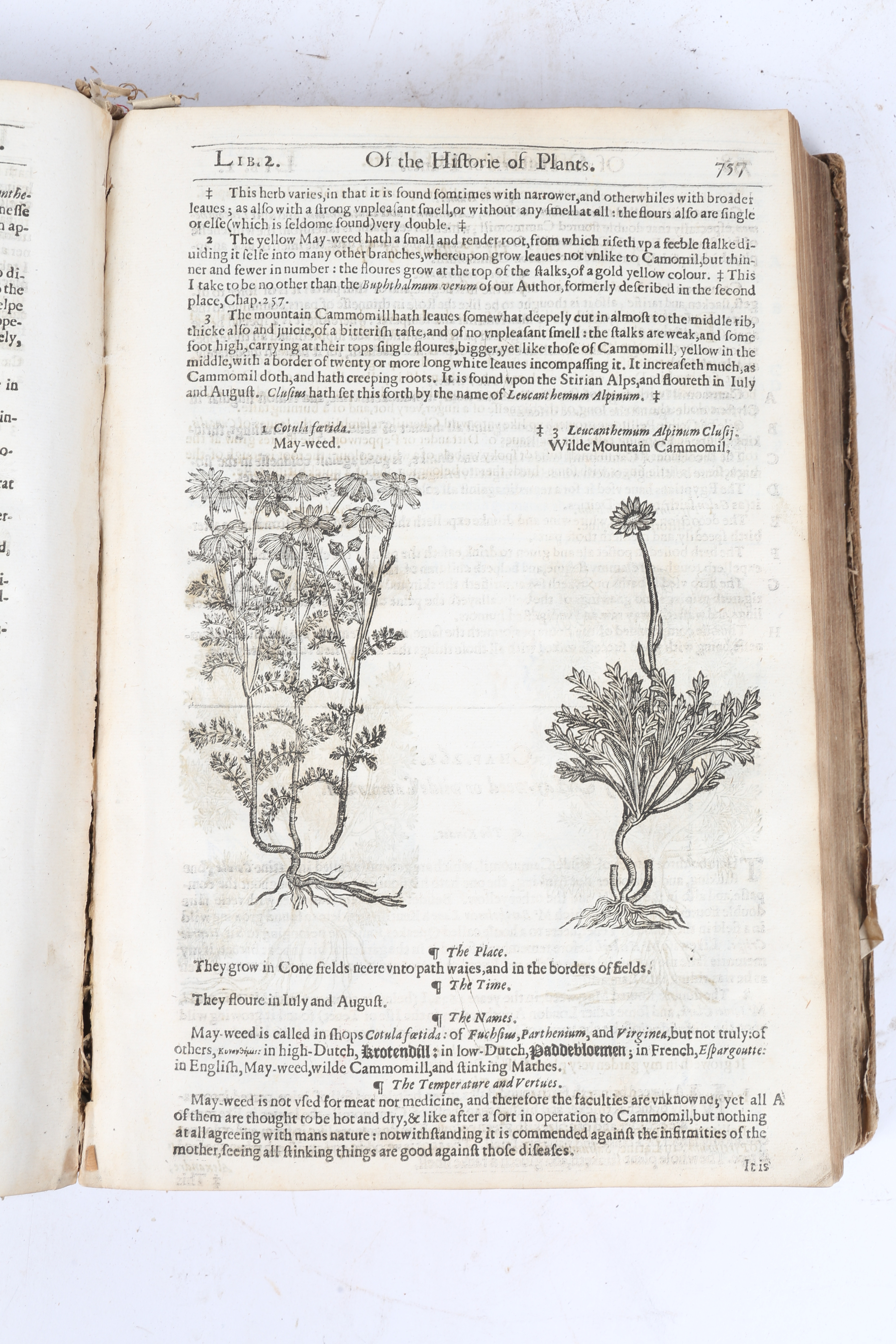 JOHN GERARD THE HERBALL OR GENERALL HISTORIE OF PLANTES. - Image 12 of 15