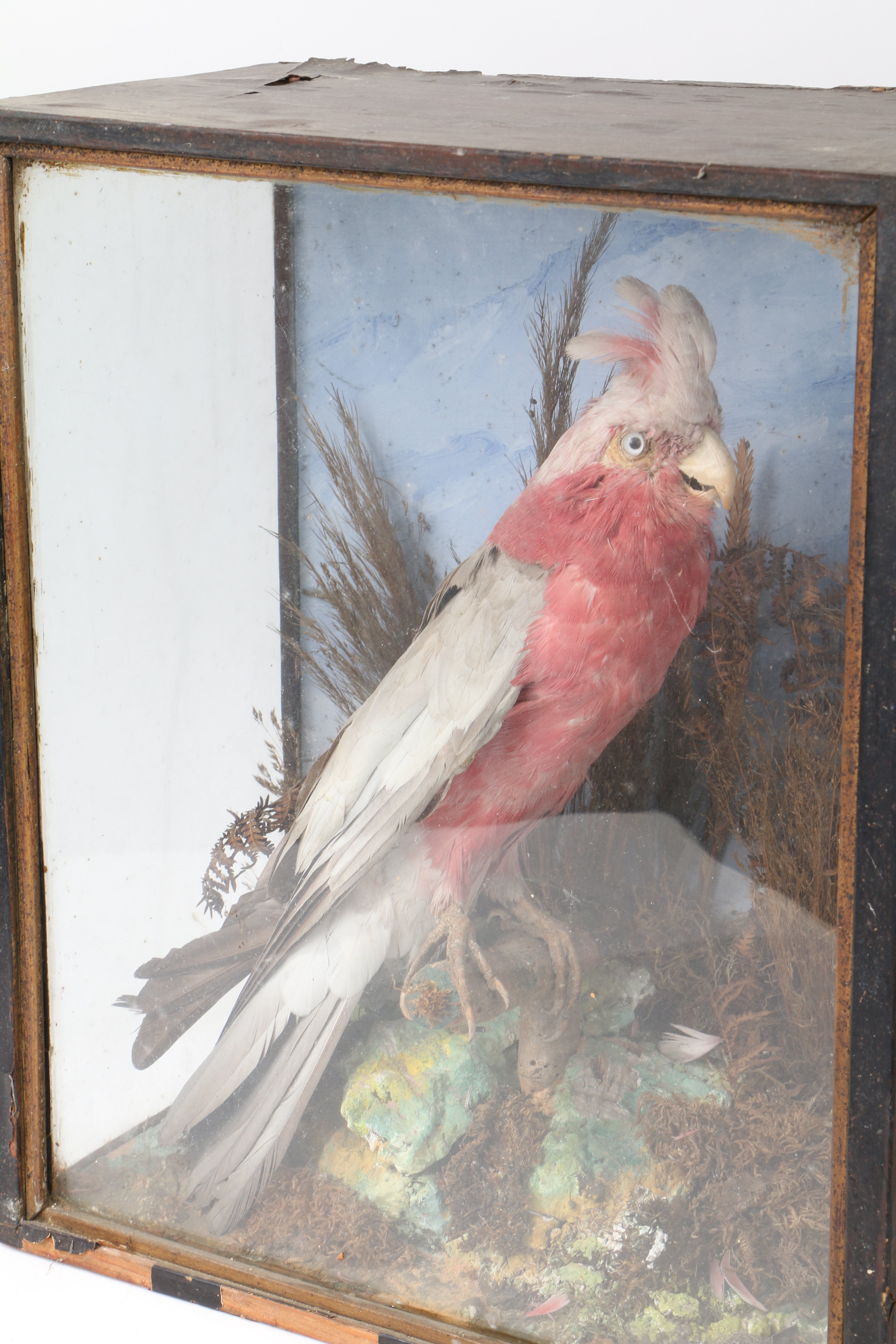 A TAXIDERMY ROSE BREASTED COCKATOO (EOLOPHUS ROSEICAPILLA). - Bild 4 aus 5