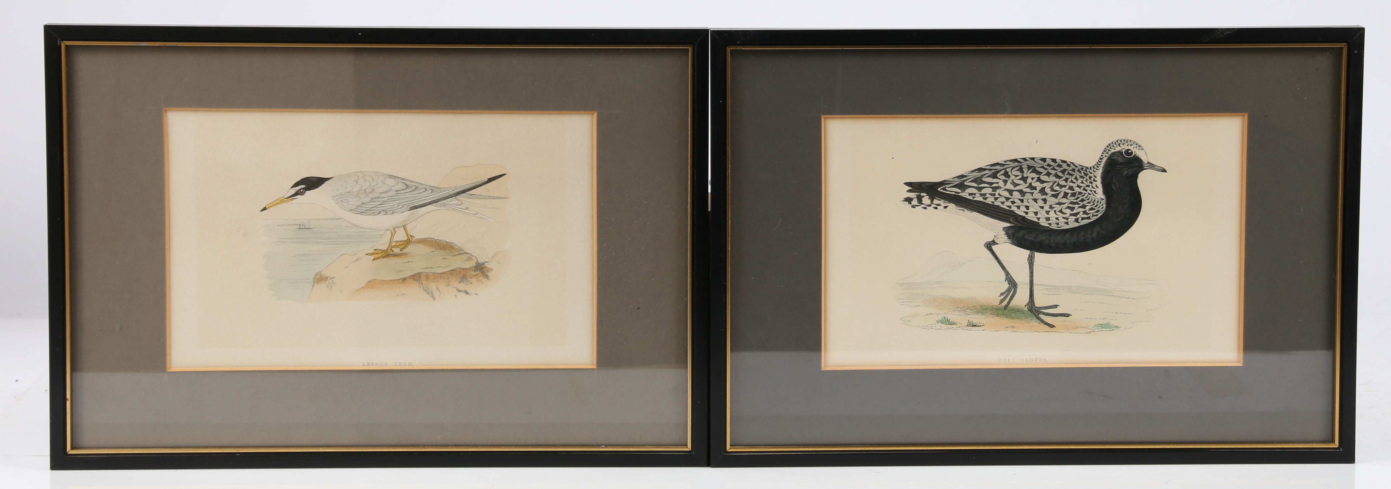 TEN 19TH CENTURY ORNITHOLOGICAL COLOURED ENGRAVINGS. - Image 9 of 12