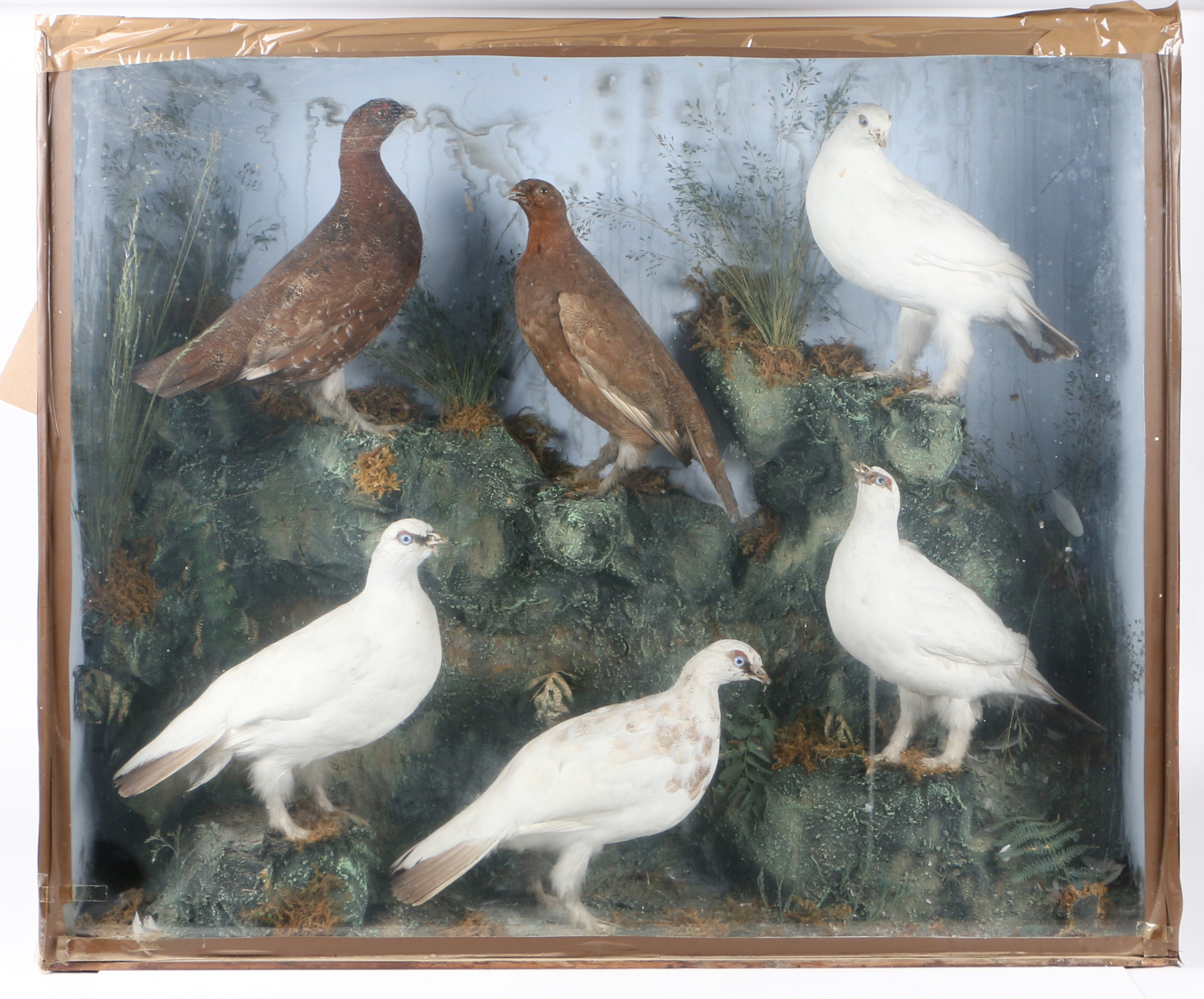 A LARGE TAXIDERMY DISPLAY.