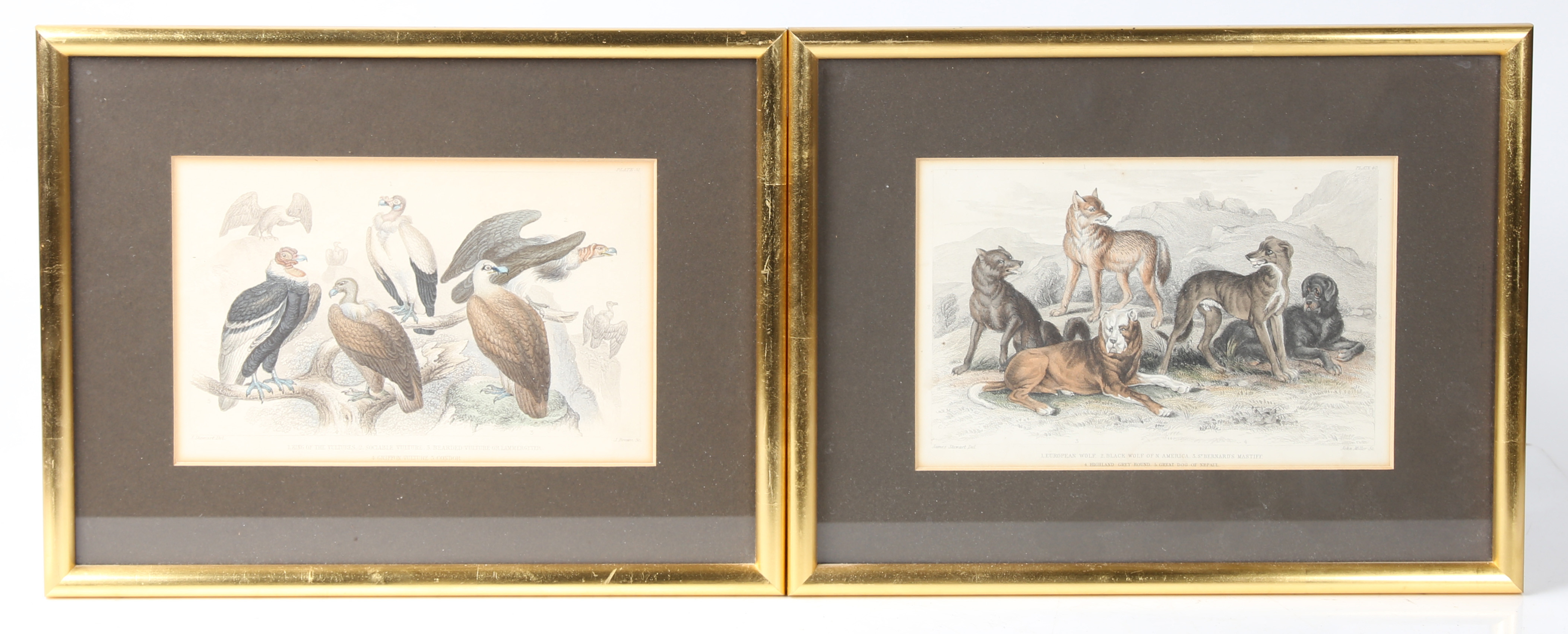 A SET OF FIVE 19TH CENTURY HAND COLOURED ENGRAVINGS OF EXOTIC ANIMALS FOR JAMES STEWARTS BOOK OF NAT