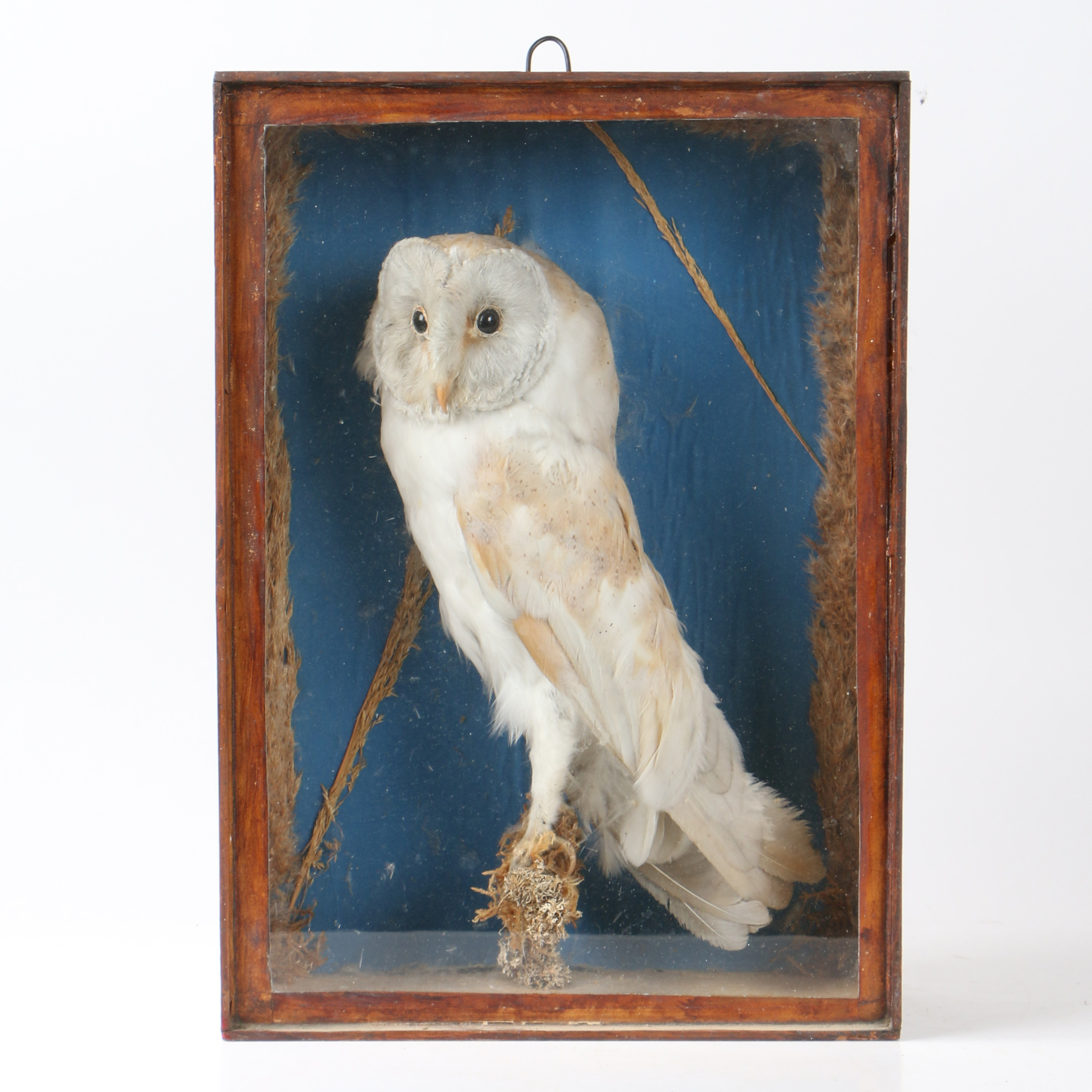 A TAXIDERMY BARN OWL (TYTO ALBA).