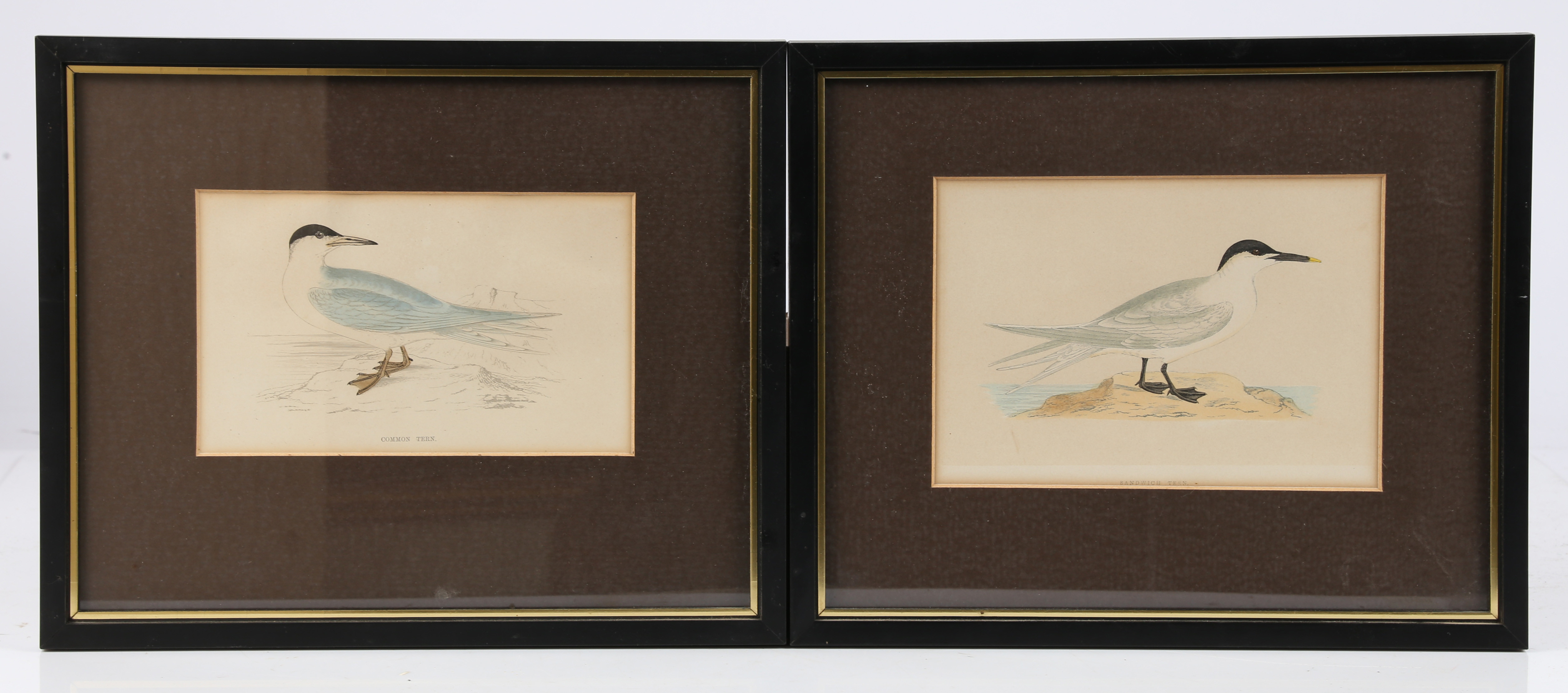 TEN 19TH CENTURY ORNITHOLOGICAL COLOURED ENGRAVINGS. - Image 11 of 12