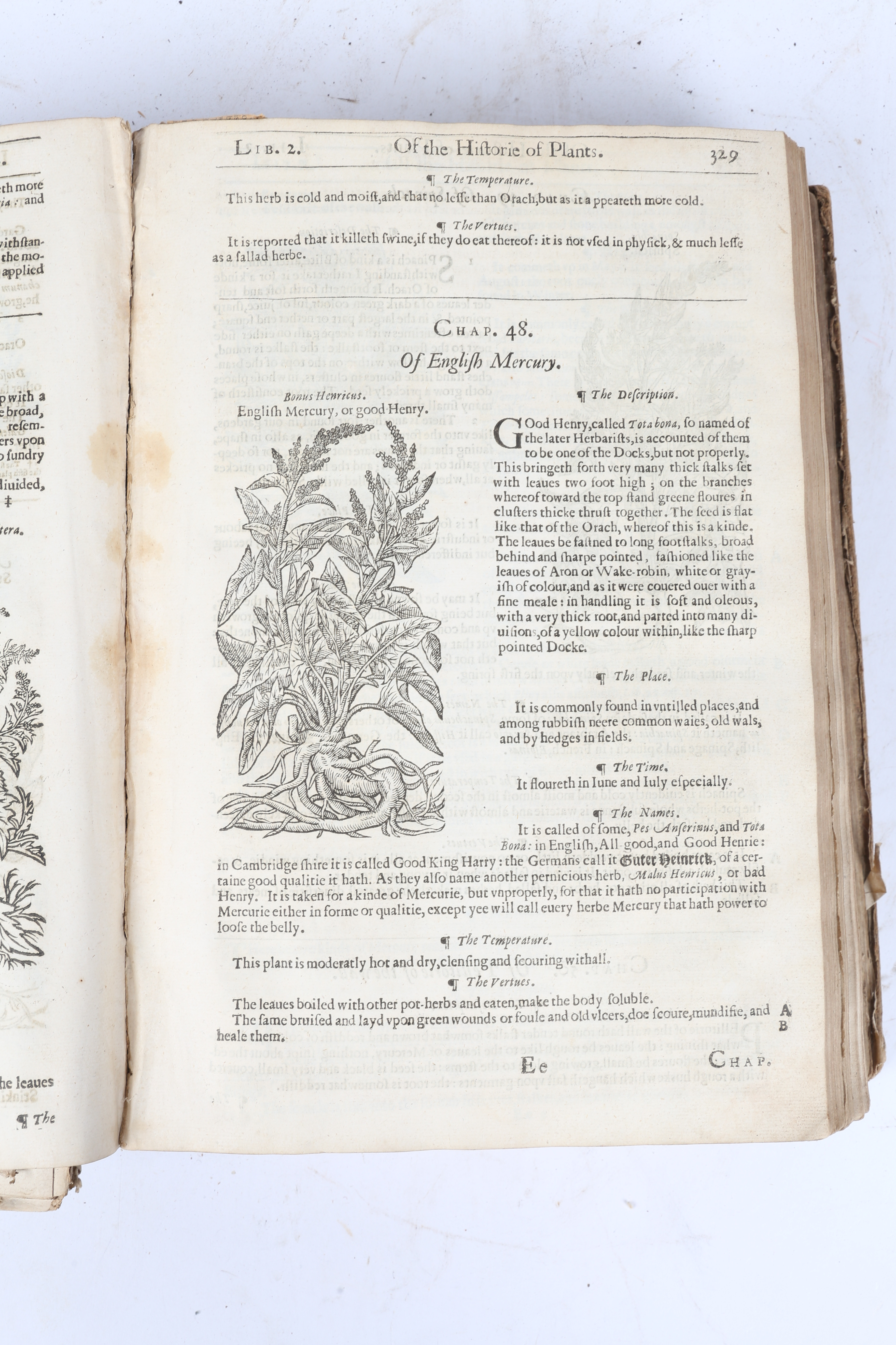 JOHN GERARD THE HERBALL OR GENERALL HISTORIE OF PLANTES. - Image 10 of 15