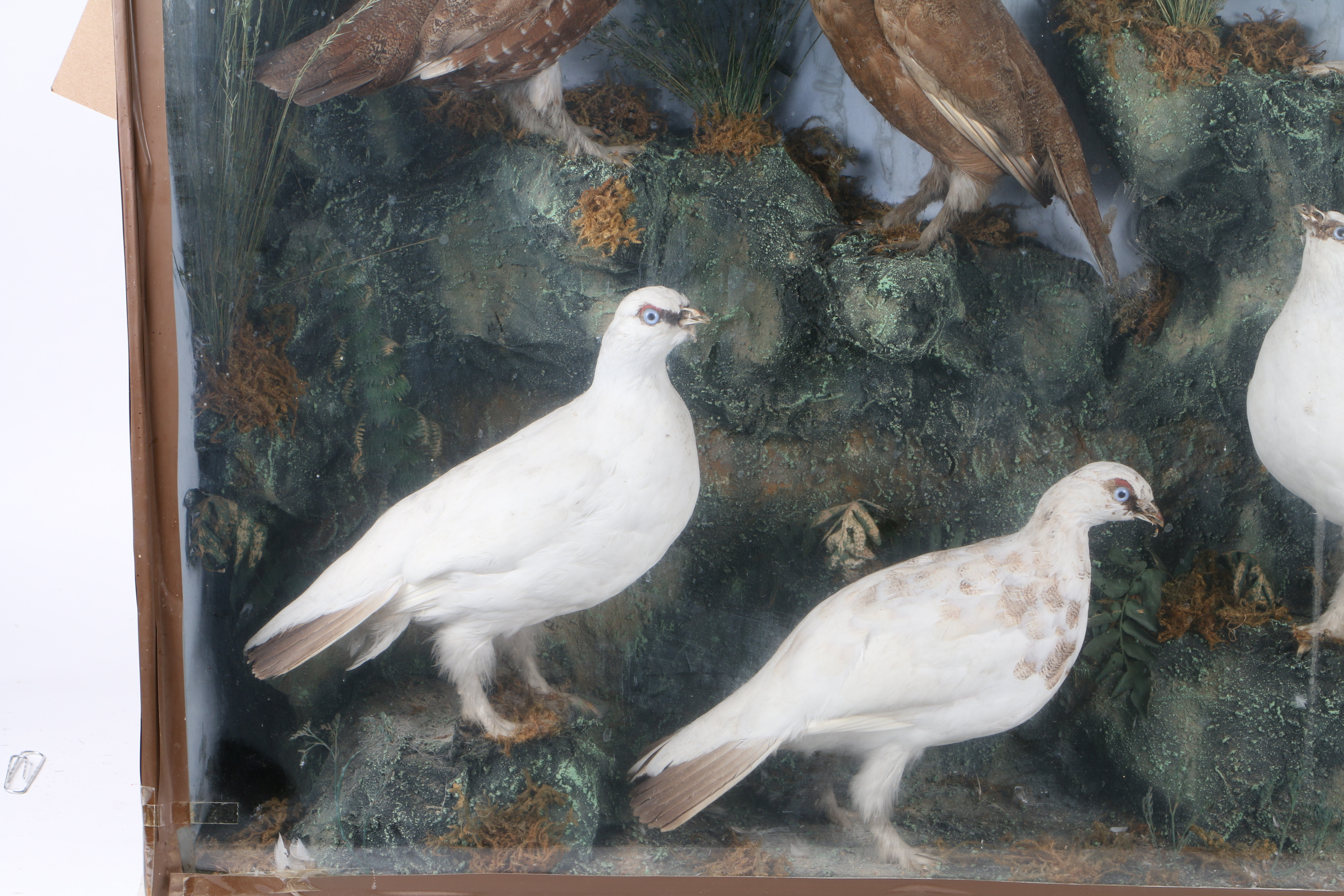 A LARGE TAXIDERMY DISPLAY. - Image 6 of 6