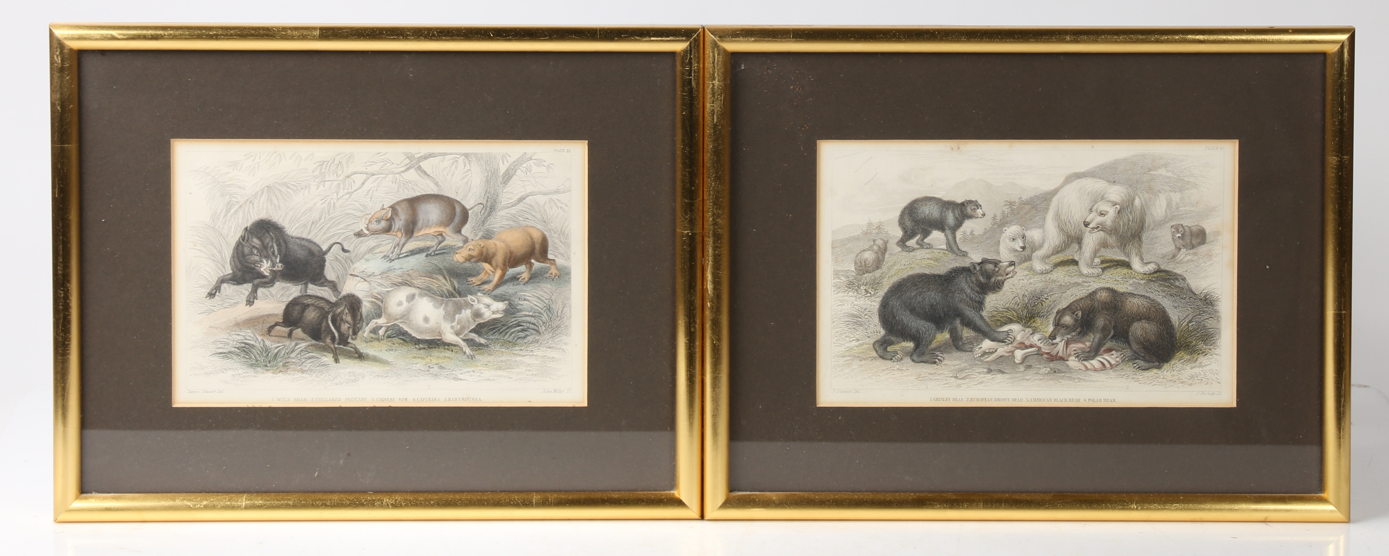 A SET OF FIVE 19TH CENTURY HAND COLOURED ENGRAVINGS OF EXOTIC ANIMALS FOR JAMES STEWARTS BOOK OF NAT - Image 3 of 6