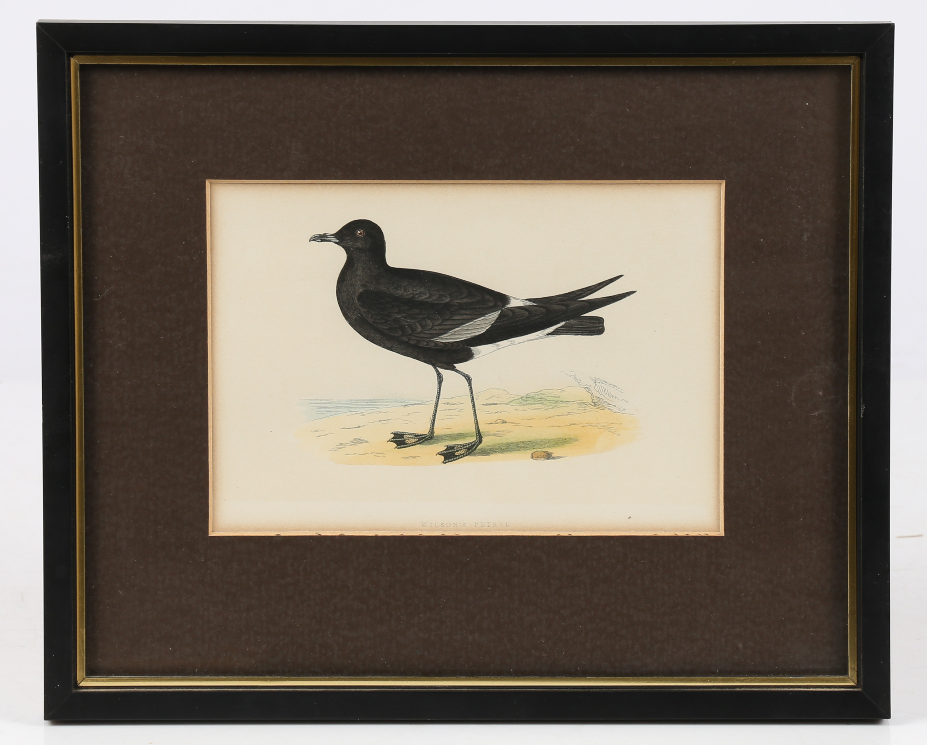 TEN 19TH CENTURY ORNITHOLOGICAL COLOURED ENGRAVINGS. - Image 7 of 12