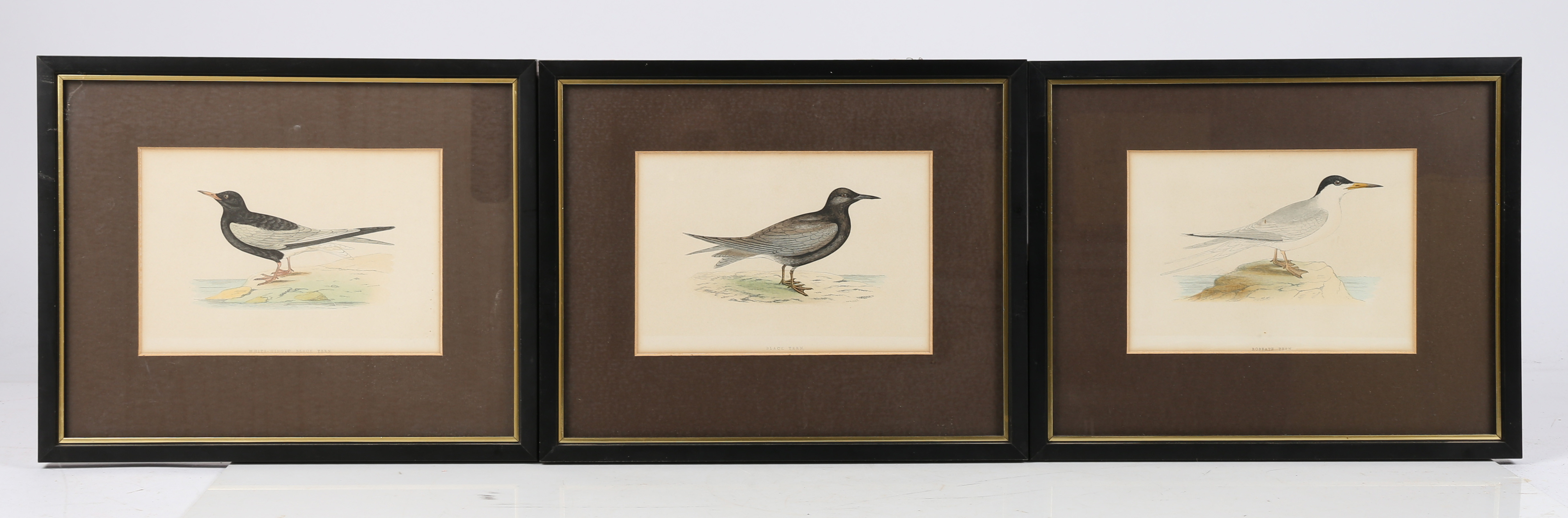 TEN 19TH CENTURY ORNITHOLOGICAL COLOURED ENGRAVINGS.