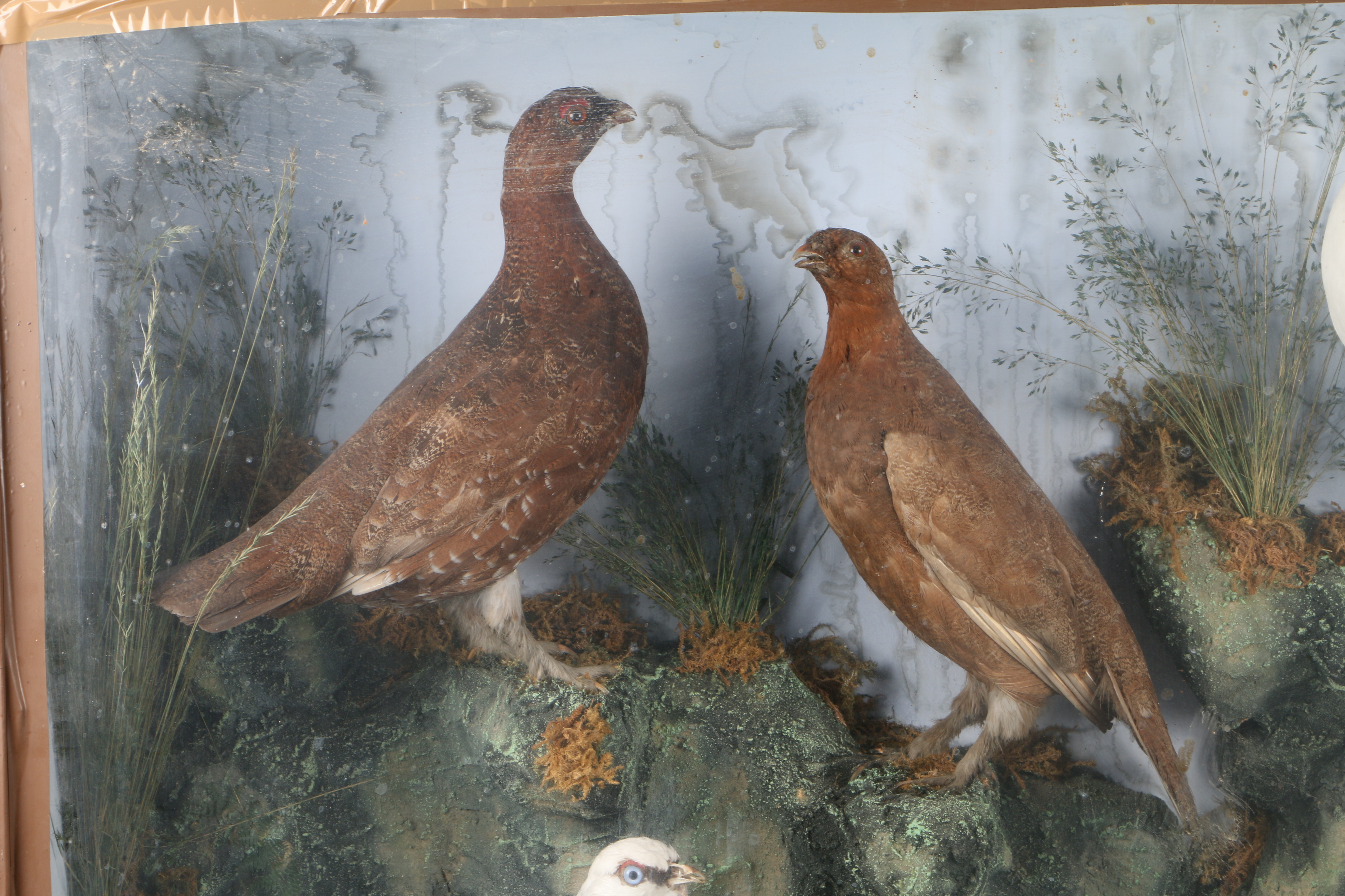 A LARGE TAXIDERMY DISPLAY. - Image 2 of 6